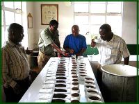 Tea Tasting